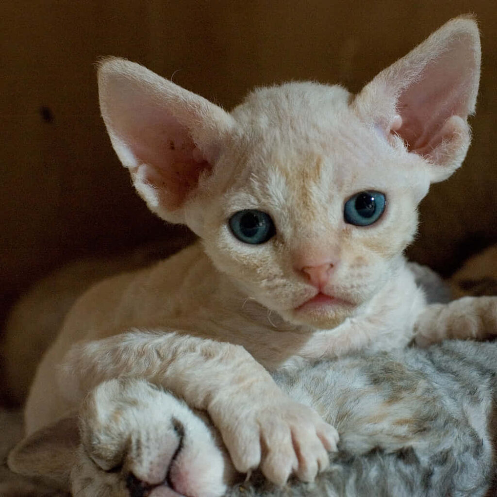 Playful Devon Rex Cat with Blue Eyes - Cozy Sofa Wallpaper