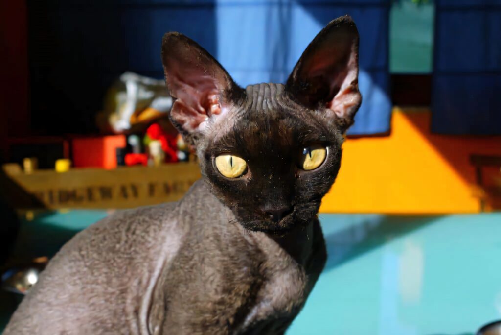 Charming Devon Rex Cat Wallpaper: Cozy & Colorful Background