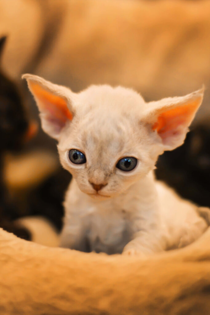 Cozy Devon Rex Kitten Wallpaper: Heartwarming Curly Fur Art