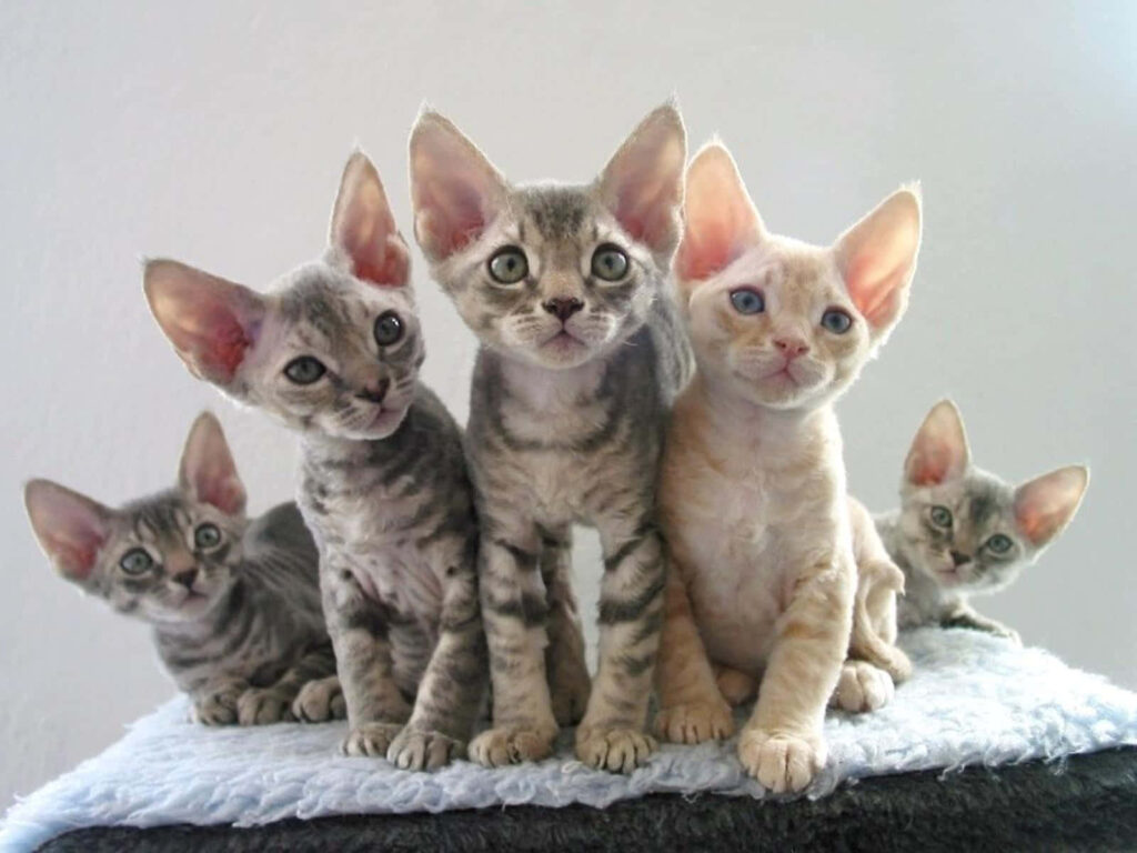 Adorable Devon Rex Kittens: Heartwarming Wallpaper Background