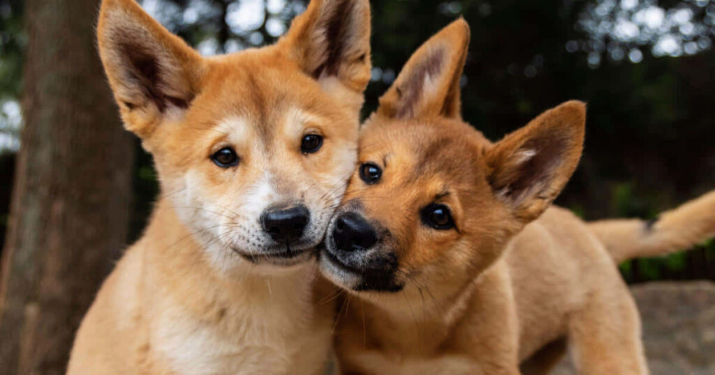 Adorable Dingo Puppies Snuggling in Natural Background  Wallpaper