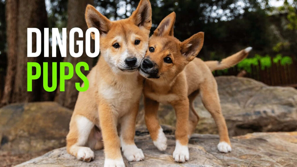 Adorable Dingo Pups Playing in Nature - Beautiful Wallpaper Background