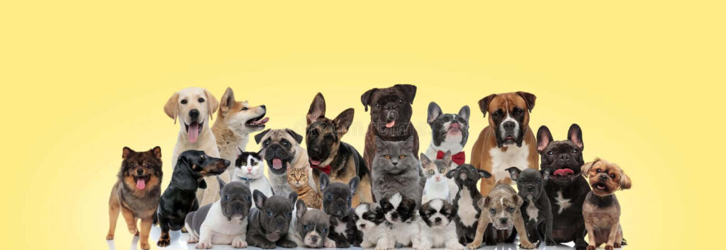 Adorable Dog Breeds Group Shot on Cheerful Yellow Background Wallpaper