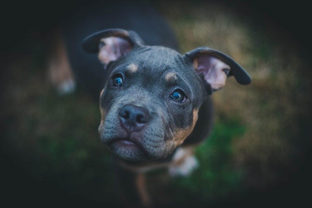 Charming Close-Up of a Cute Dog with Expressive Eyes in Nature Wallpaper