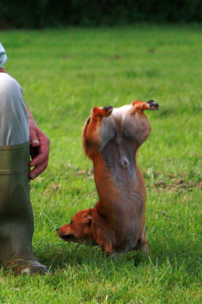 Adorable Dog Handstand on Lush Lawn: Playful and Humorous Scene Wallpaper