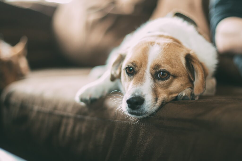 Cute Dog on Brown Sofa: Cozy Wallpaper with Blurred Background