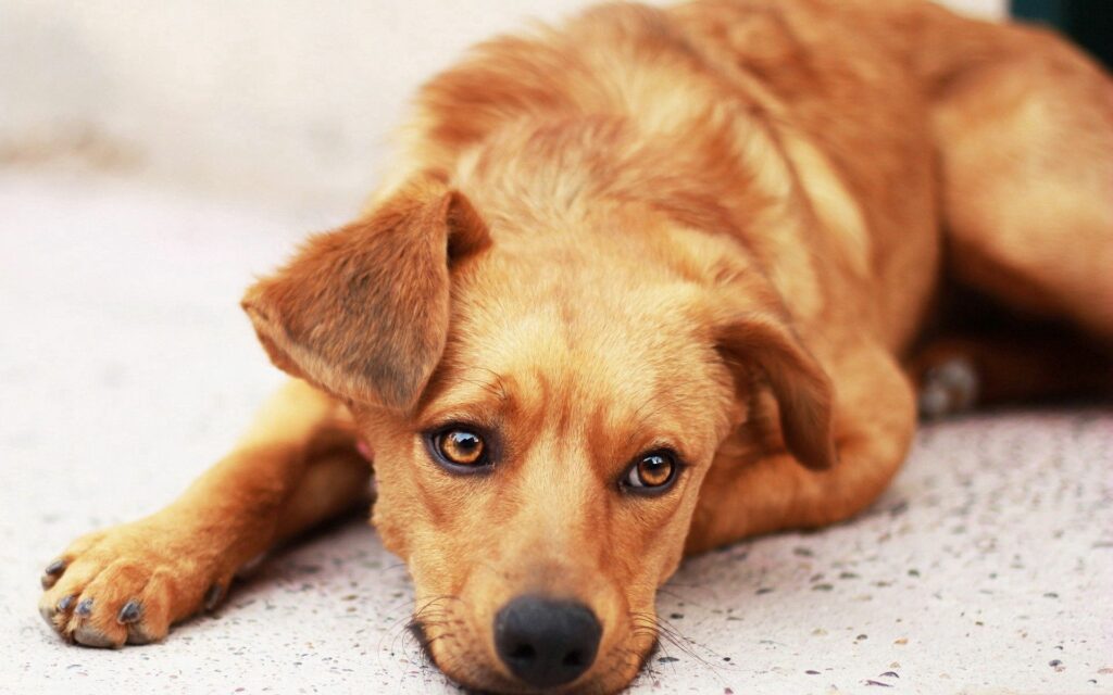 Charming 1920x1200 Dog Wallpaper: Cute Pup Resting, Endearing Scene