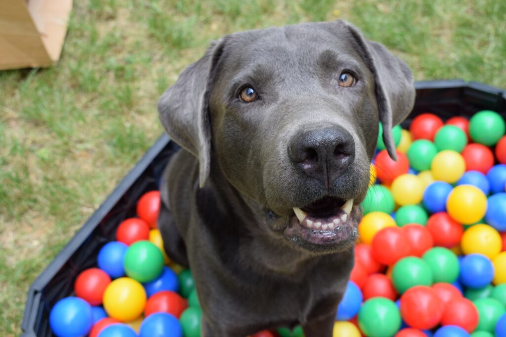 Adorable Dog in Colorful Ball Pit - Playful Wallpaper Background