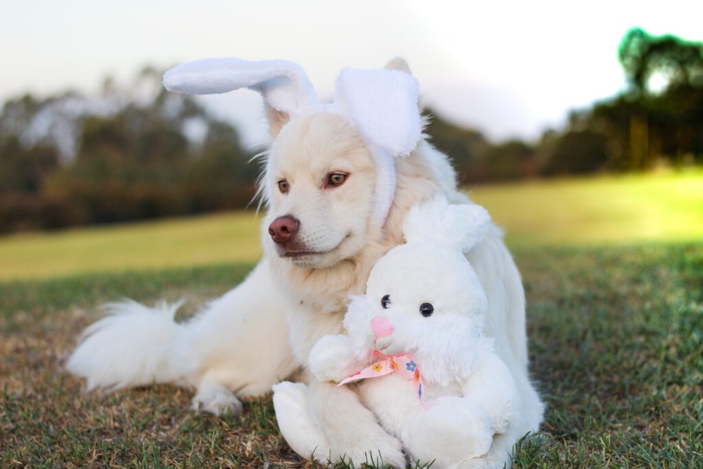 Adorable Dog in Rabbit Ears with Fluffy Toy Rabbit on Grass Wallpaper