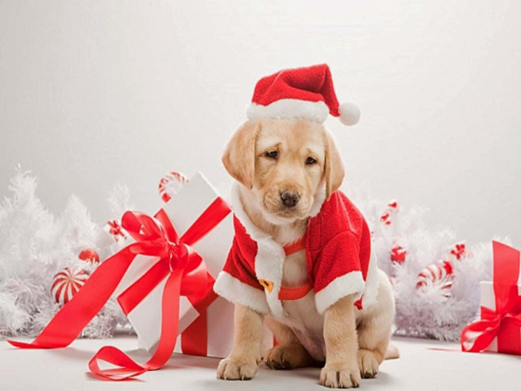 Adorable Santa Dog Wallpaper: Joyful Holiday Scene with Gifts & Decor