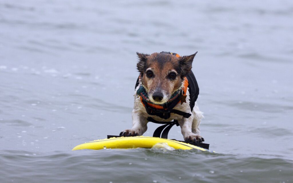 Adorable Dog on Yellow Surfboard - Fun Beach Wallpaper
