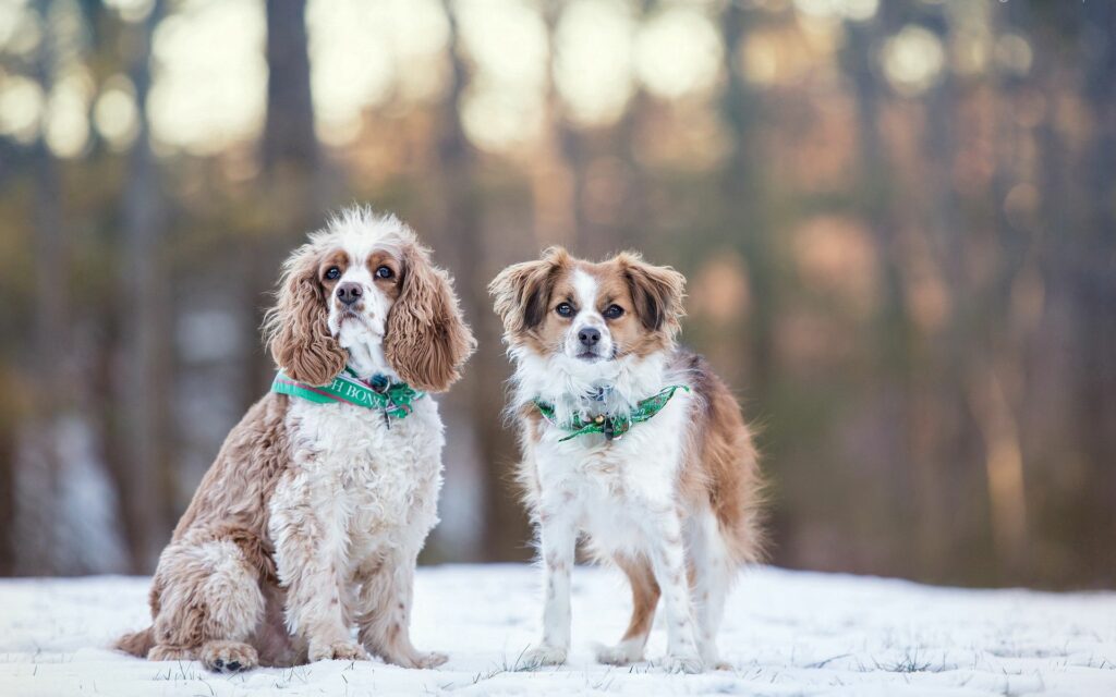 Serene Winter Dogs Wallpaper - Snowy Landscape 1920x1200