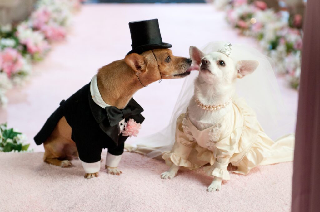 Adorable Dogs in Wedding Attire: Charming Floral Aisle Wallpaper
