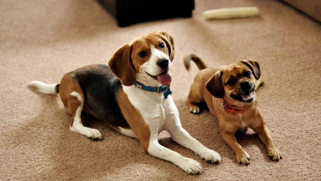 Heartwarming Beagle Dogs on Carpet – Cozy 1920x1080 Wallpaper
