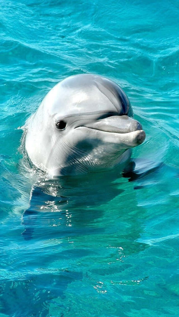 Playful Dolphin Portrait in Crystal-Clear Turquoise Waters Wallpaper