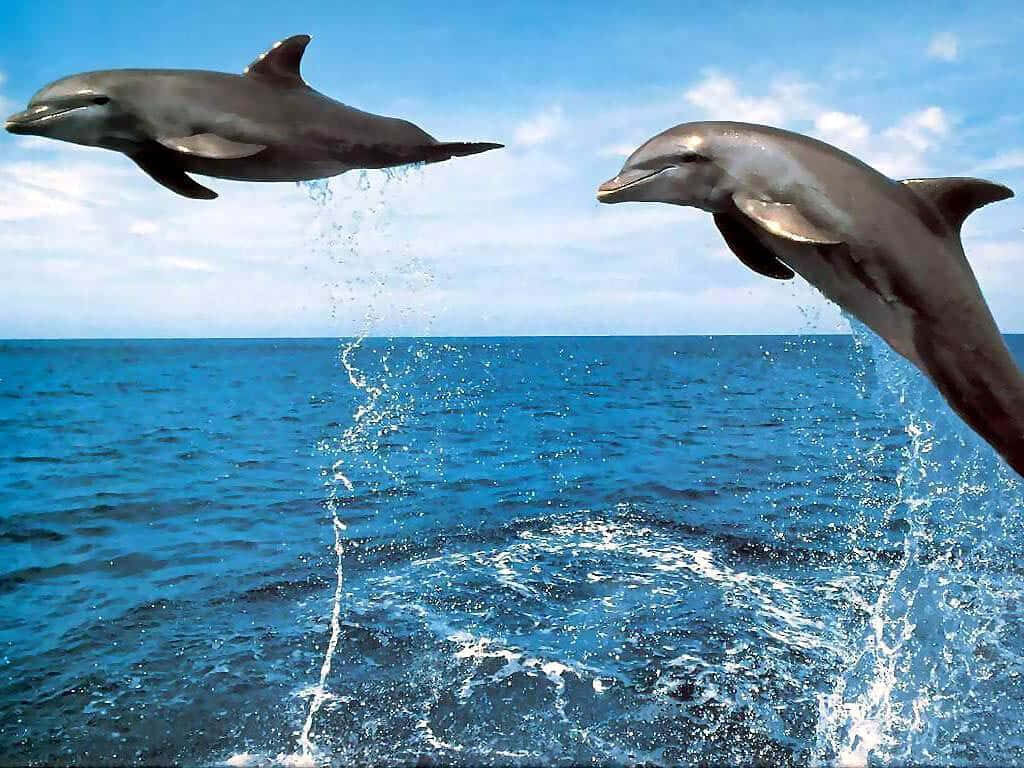 Vibrant Dolphin Wallpaper: Graceful Leaps in Ocean Bliss