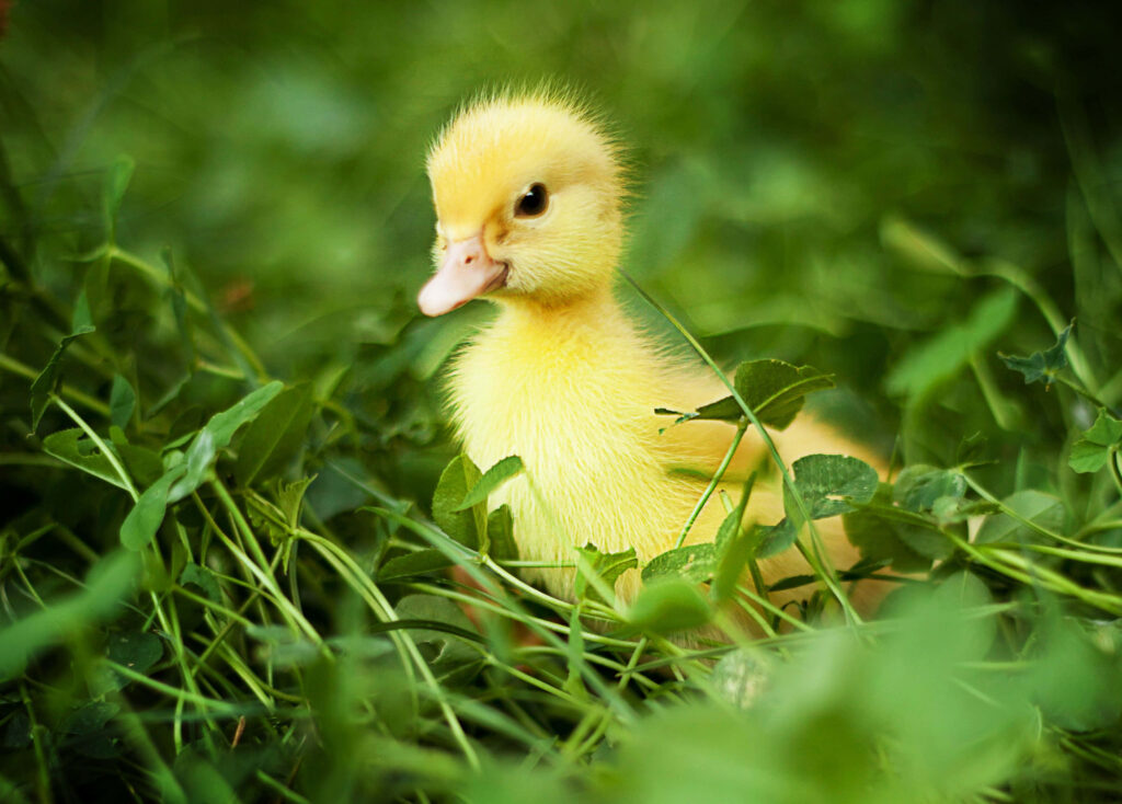 Adorable Duckling Nestled in Vibrant Green Foliage - Natural Beauty Wallpaper