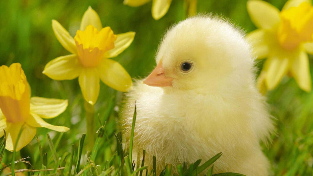 Fluffy Duckling Among Yellow Flowers - Serene Nature Wallpaper
