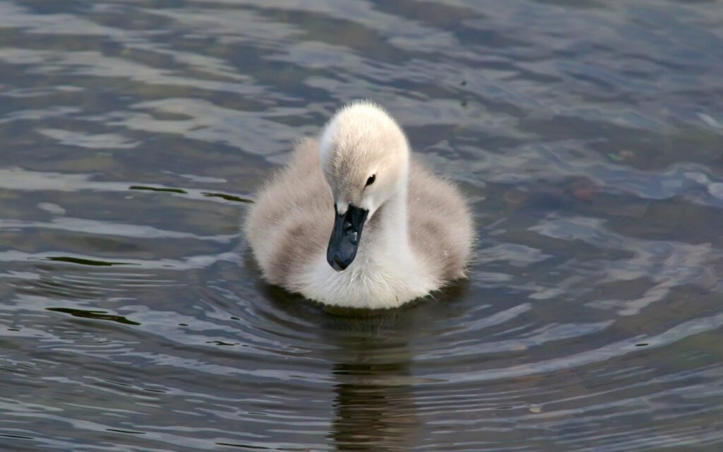 Charming Duckling Swimming Wallpaper for Your Desktop Background