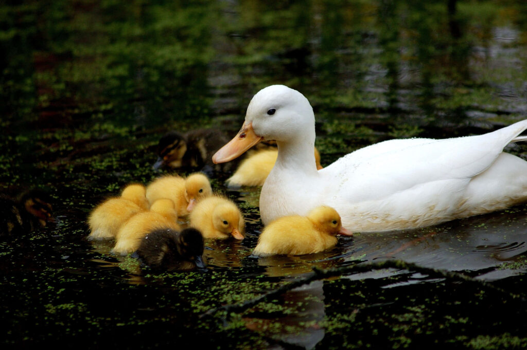 Fluffy Ducklings Swimming in Tranquil Pond - Serene Wallpaper