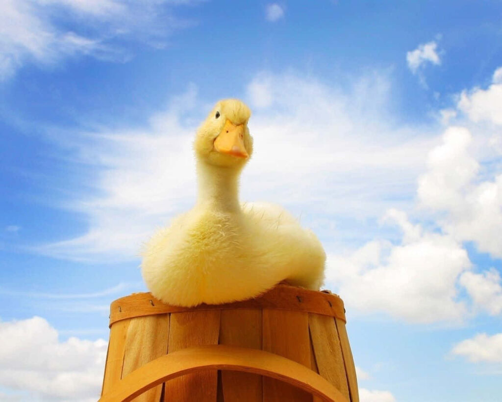 Adorable Duckling on Wooden Bucket Against Blue Sky Wallpaper