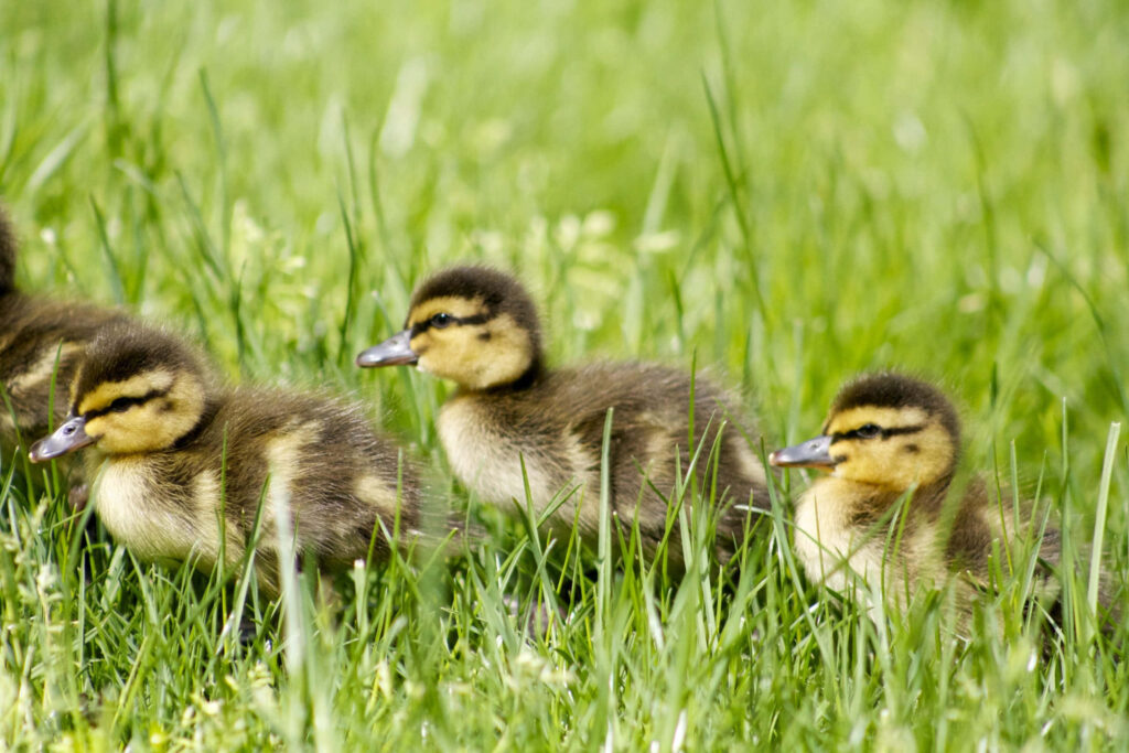 Adorable Ducklings Exploring Grassy Area – Fluffy Feathers Background Wallpaper