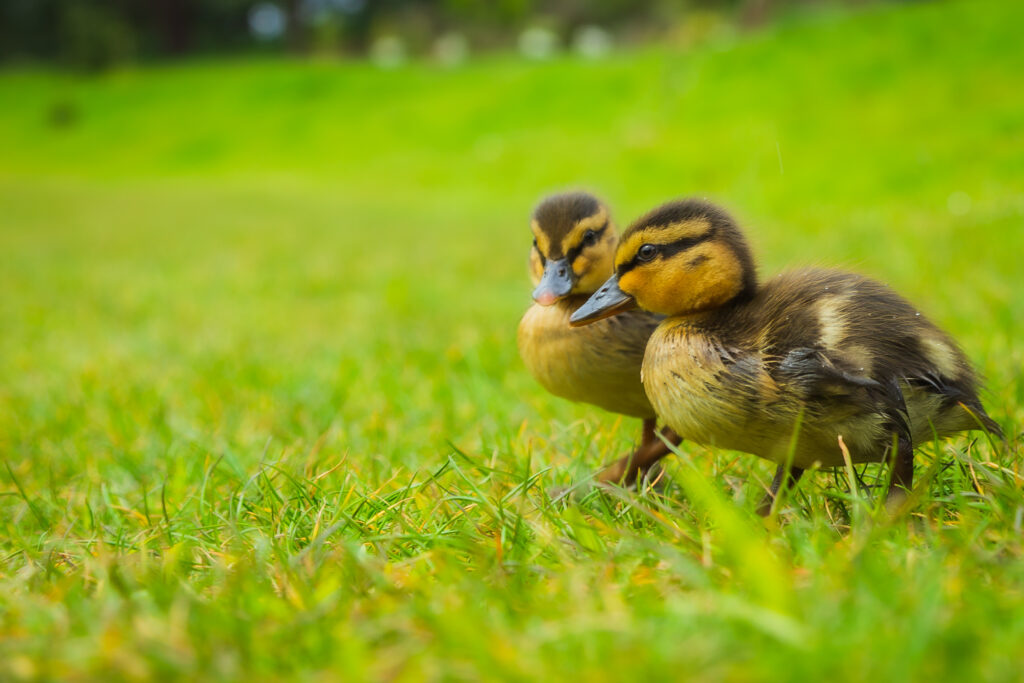 Charming Ducklings Play in Lush Green Meadow Wallpaper