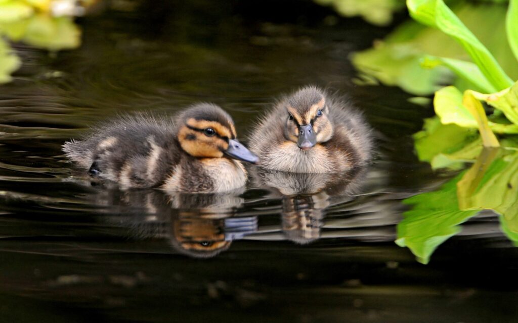 Serene Ducklings Swimming Wallpaper for a Nature-Inspired Background