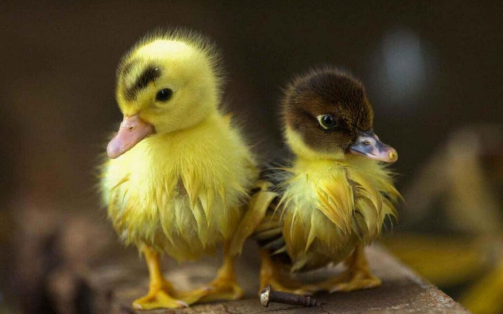 Adorable Ducklings with Fluffy Feathers in Soft Blurred Background Wallpaper