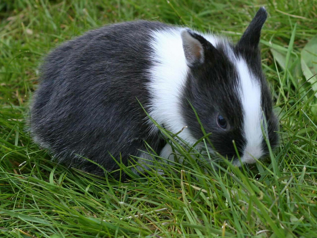 Charming Dutch Rabbit Wallpaper: Serene Black & White in Green Grass