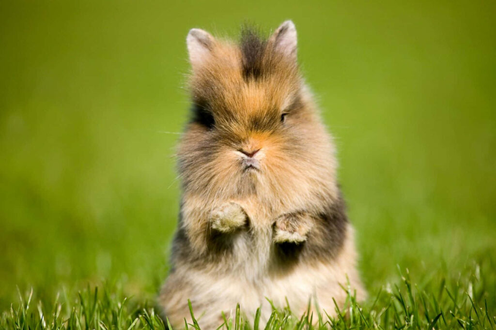 Charming Dwarf Bunny Wallpaper: Fluffy Fur on Lush Green Grass