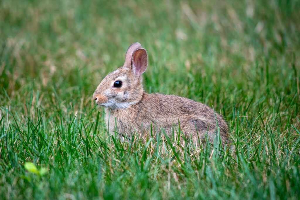 Serene Eastern Cottontail Rabbit Wallpaper in Lush Green Grass