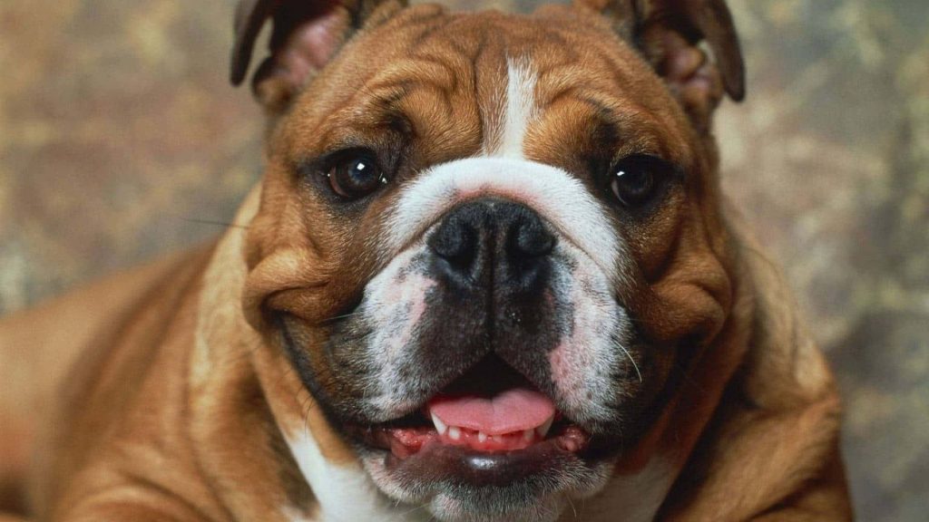 Close-up of adorable English Bulldog with wrinkles and soulful eyes in outdoor background Wallpaper
