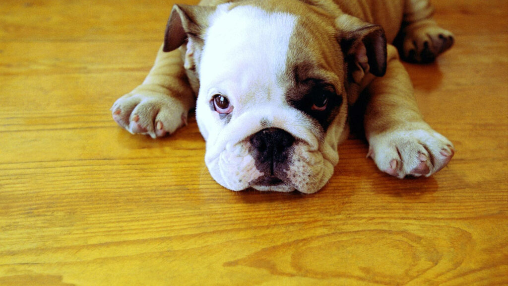 Charming English Bulldog Pup Relaxing on a Rustic Wooden Floor Wallpaper
