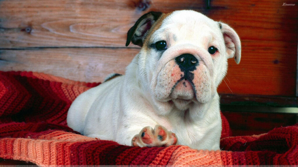 Adorable English Bulldog Pup Resting on Vibrant Crimson Blanket Wallpaper