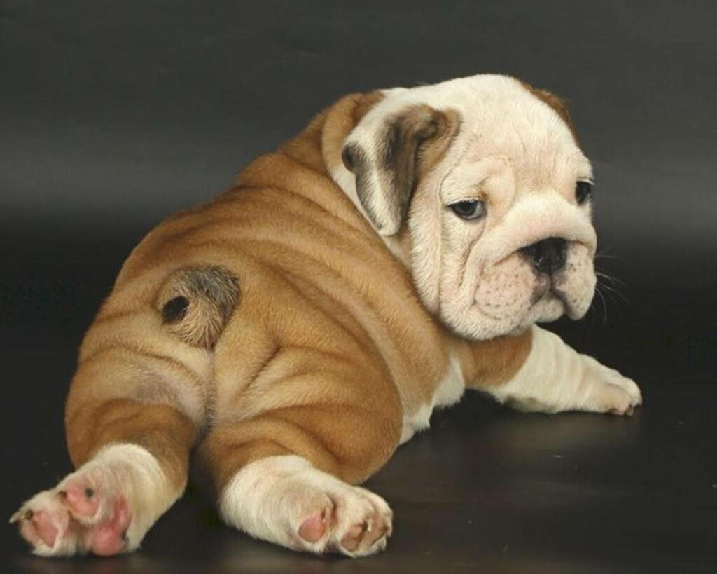 Adorable English Bulldog Puppy Wallpaper on Sleek Black Background