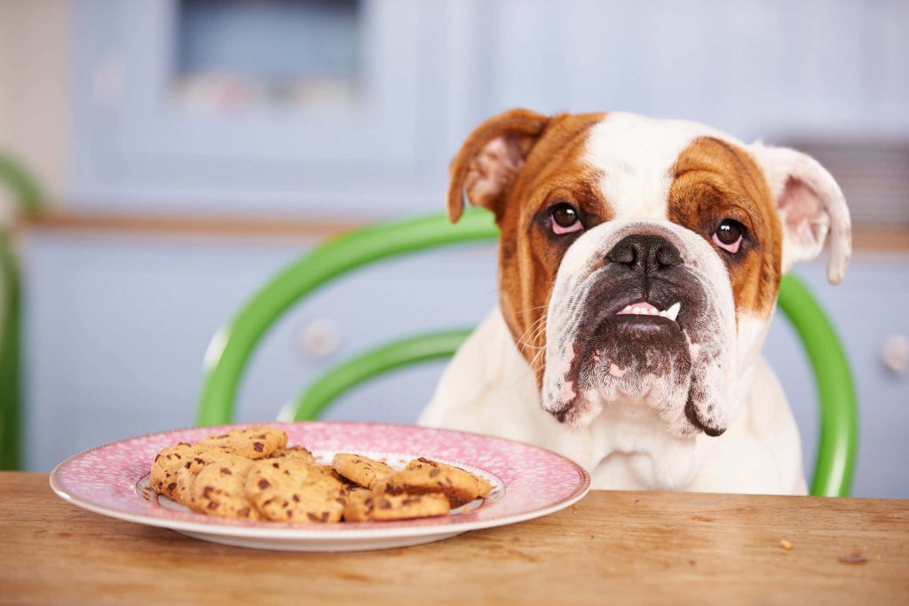 Adorable brown white English Bulldog staring at chocolate chip cookies on wooden table wallpaper
