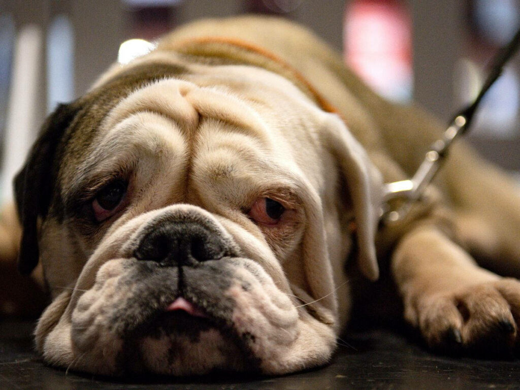 Adorable English Bulldog Wallpaper: Cute & Sleepy Background
