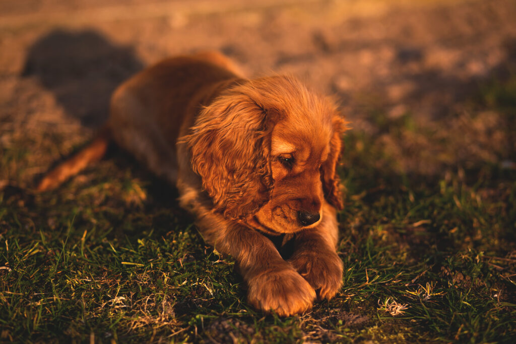 Adorable English Cocker Spaniel Puppy on Grass - Tranquil Wallpaper