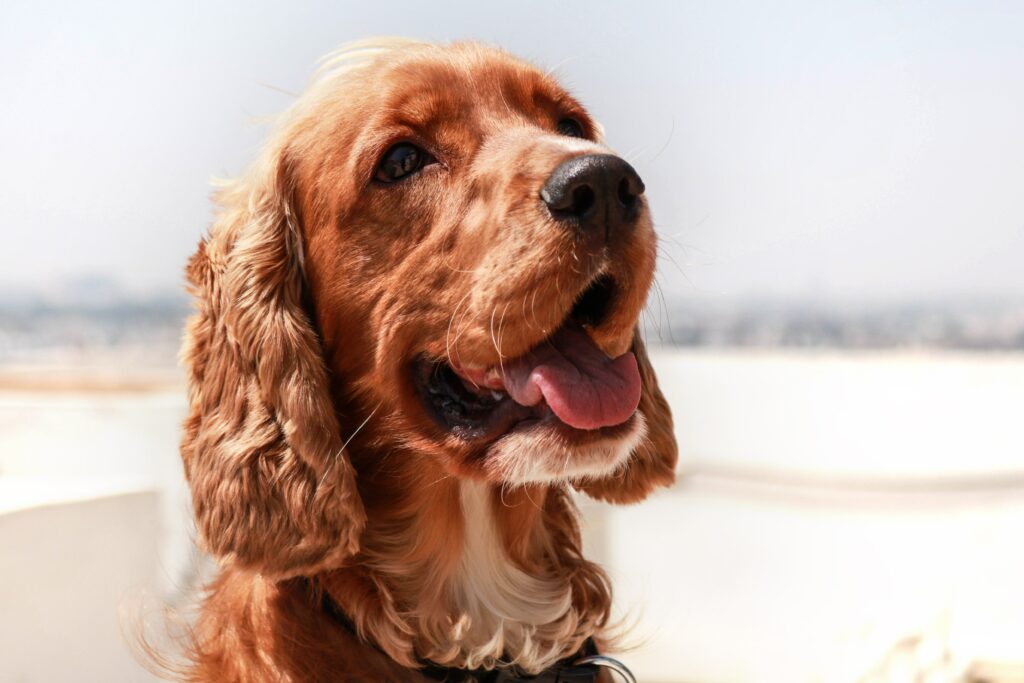 Adorable English Cocker Spaniel Wallpaper with Playful Expression