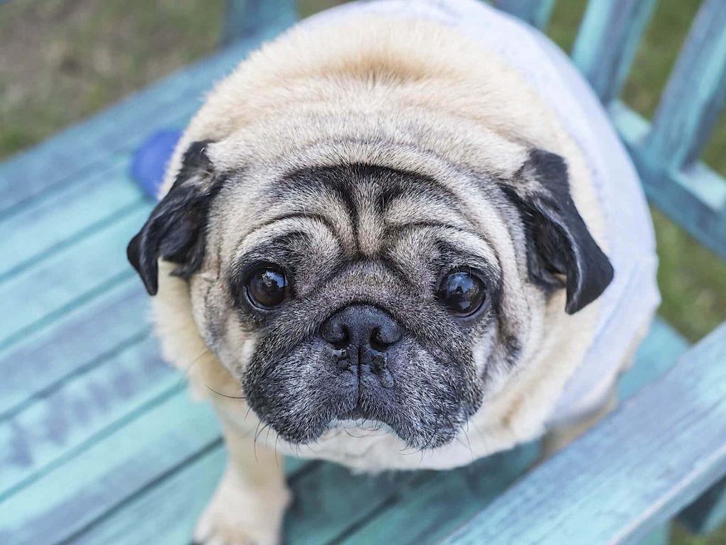 Chubby fawn pug with soulful eyes resting on rustic blue bench high-quality pet wallpaper