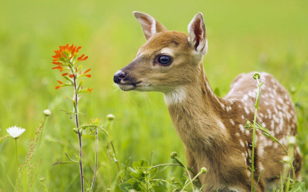 Charming Fawn in Lush Meadow: Serene Wallpaper Background