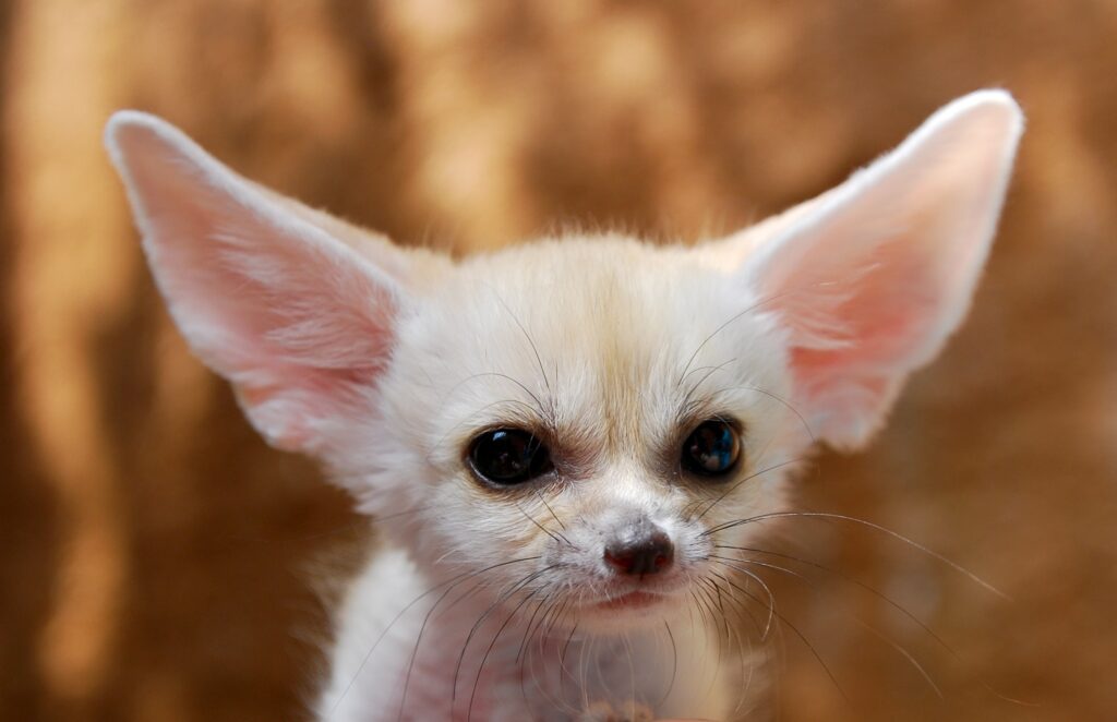 Adorable Fennec Fox Cub Wallpaper: Soft Focus Background Charm