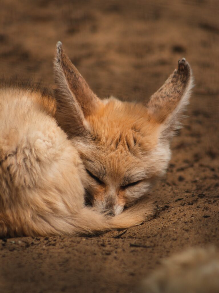 Cozy Fennec Fox Wallpaper: Serene Sleeping Pose & Fluffy Fur
