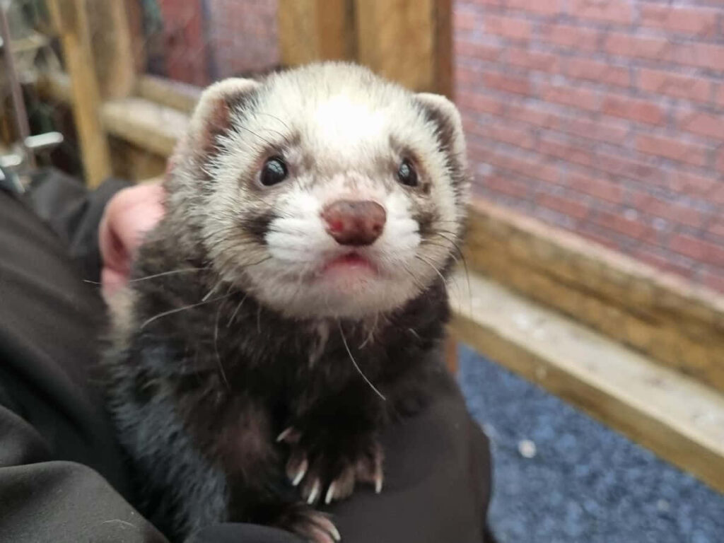 Adorable Ferret Close-Up: Cozy Wallpaper Background & Sweet Expression
