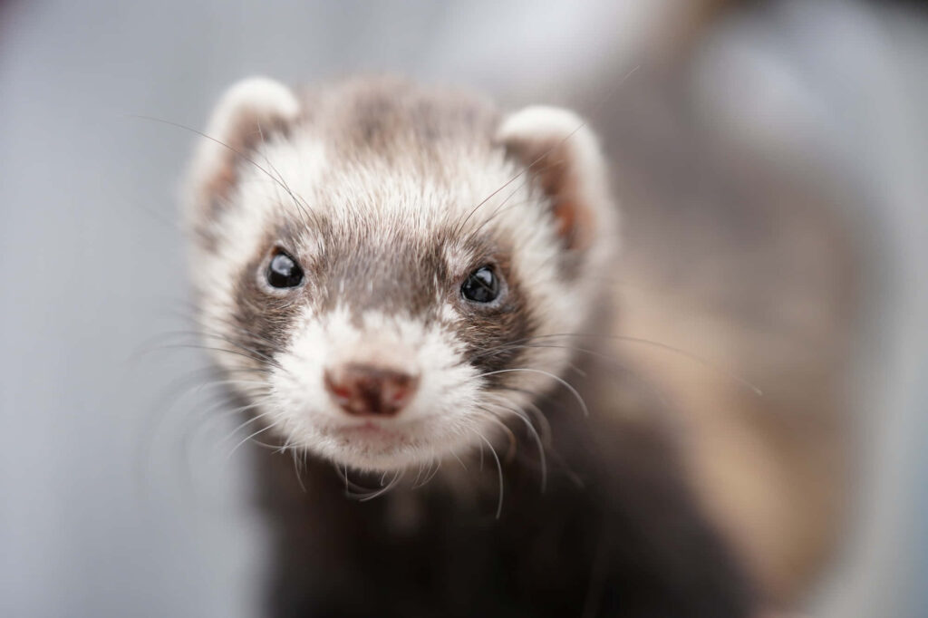 Charming Close-Up of a Cute Ferret - Soft Fur & Curious Expression Wallpaper
