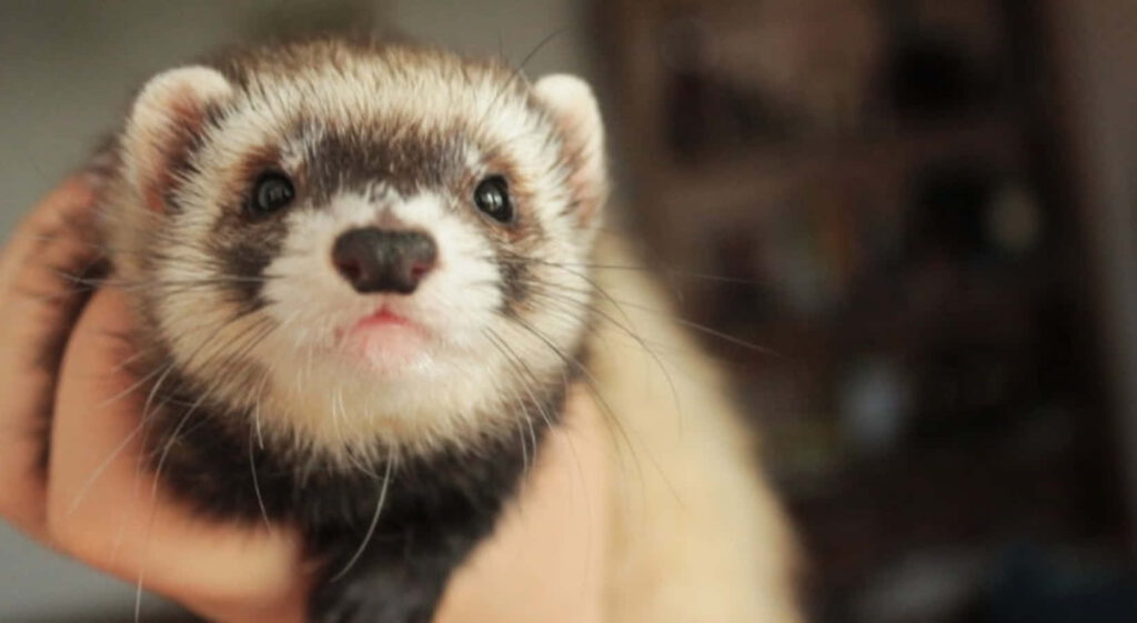Adorable Close-Up of a Cuddly Ferret - Cute Wallpaper Background