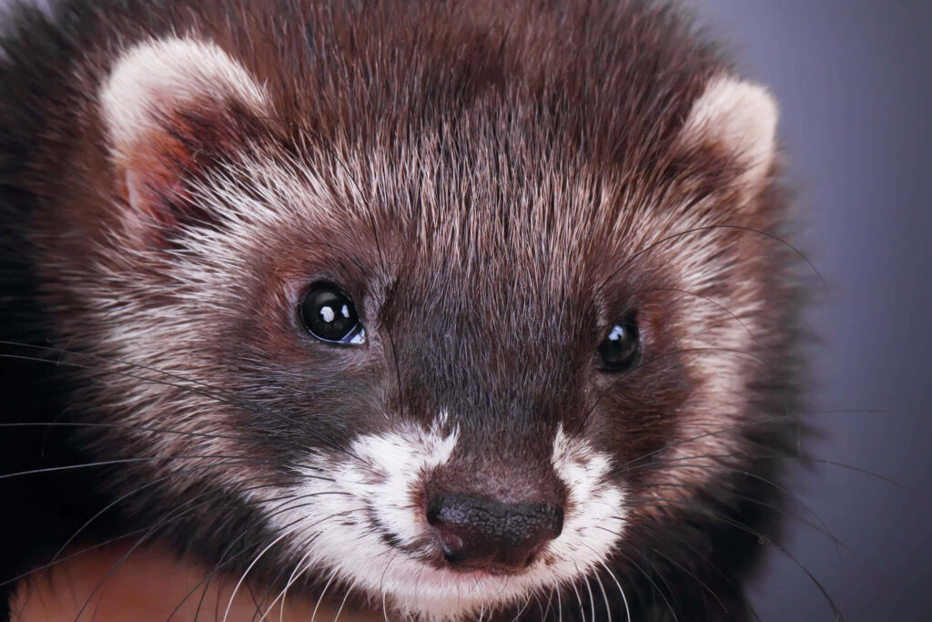 Adorable Ferret Face Wallpaper - Hypoallergenic Pet Companion