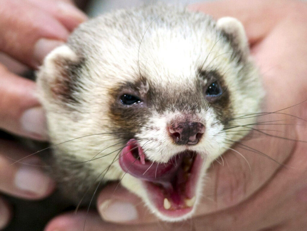 Close-Up of Playful Ferret: Adorable Wallpaper Background
