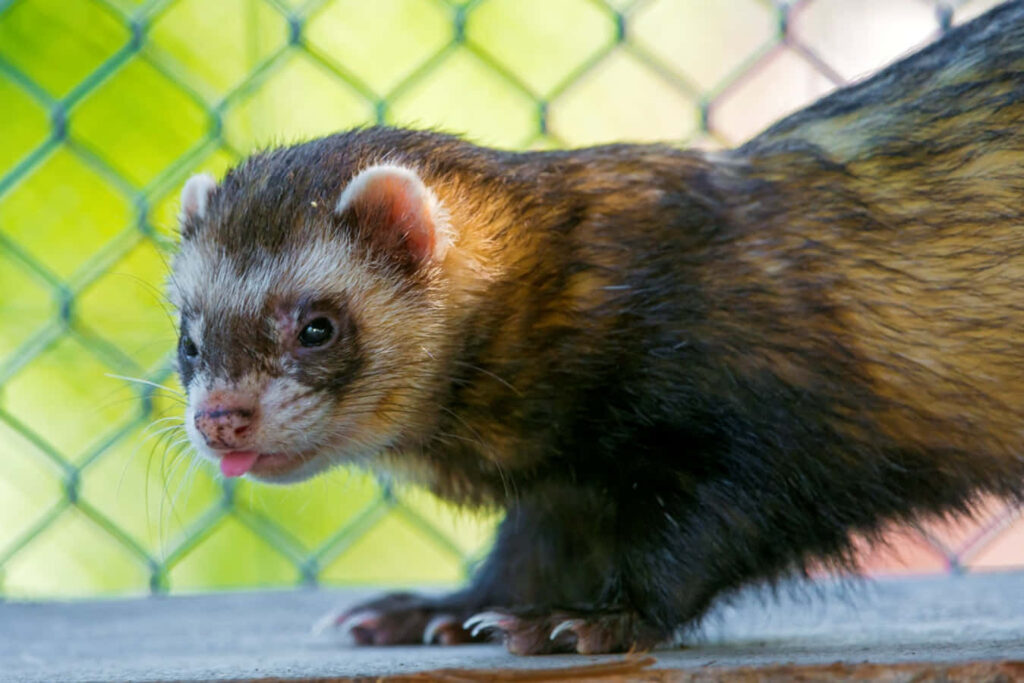 Curious Ferret Close-Up: Playful Wallpaper with Blurred Green Fence